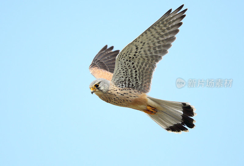 飞行中的红隼(Falco tinnunculus)